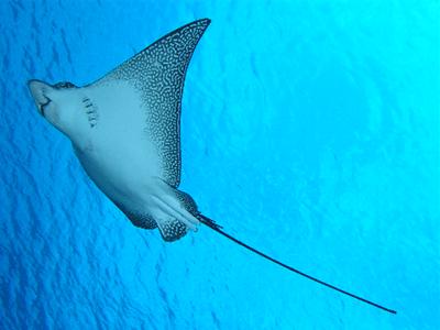 Spotted eagle ray
